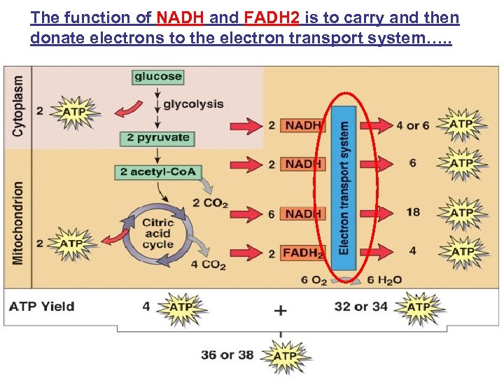 The function of NADH and FADH 2 is to carry and then donate electrons