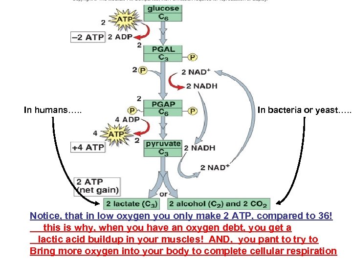 In humans…. . In bacteria or yeast…. . Notice, that in low oxygen you