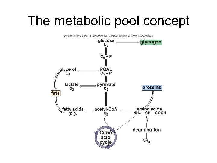 The metabolic pool concept 