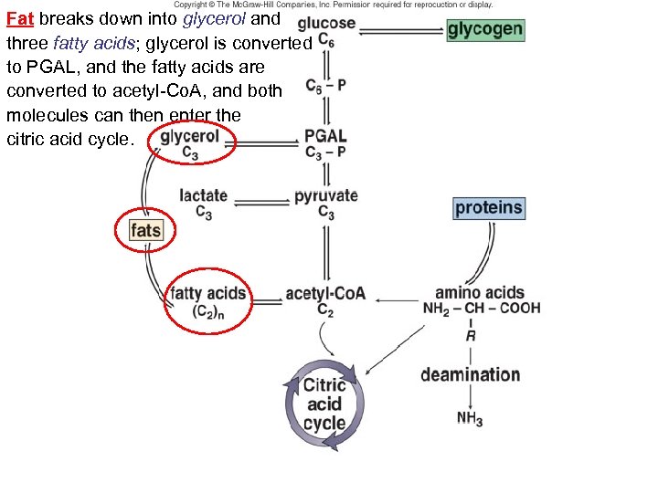 Fat breaks down into glycerol and three fatty acids; glycerol is converted to PGAL,