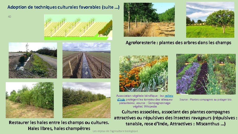 Adoption de techniques culturales favorables (suite …) 40 Agroforesterie : plantes des arbres dans