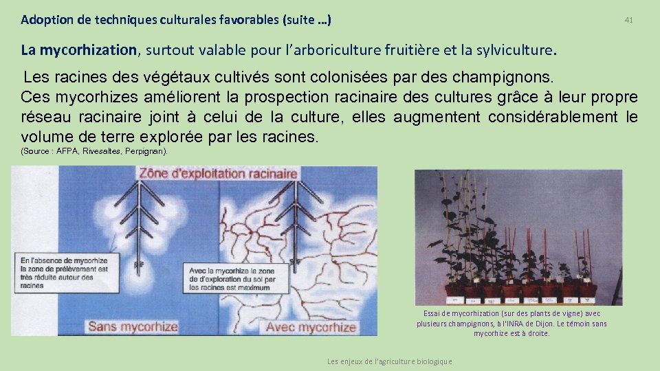 Adoption de techniques culturales favorables (suite …) 41 La mycorhization, surtout valable pour l’arboriculture