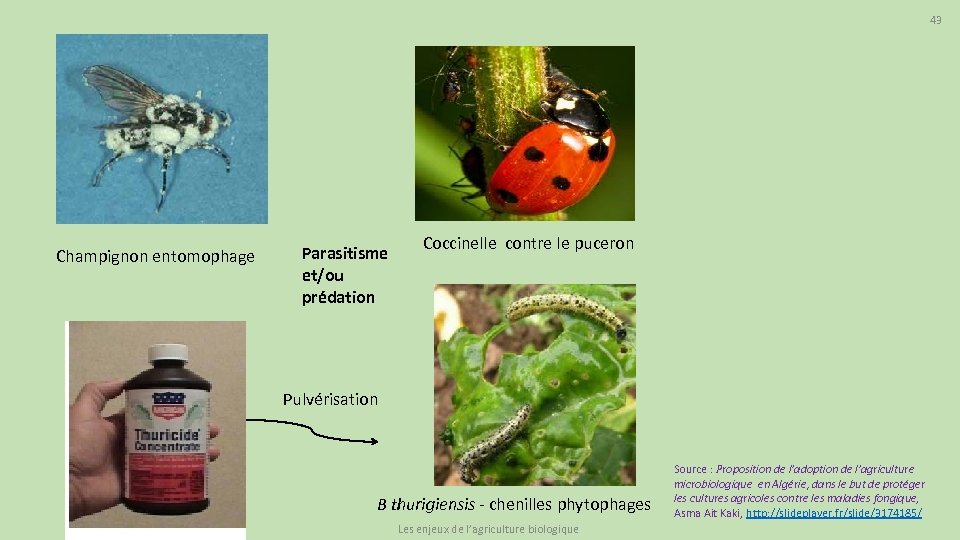 43 Champignon entomophage Parasitisme et/ou prédation Coccinelle contre le puceron Pulvérisation B thurigiensis -