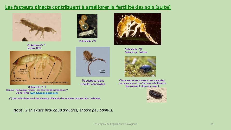 Les facteurs directs contribuant à améliorer la fertilité des sols (suite) Collembole (°) photos