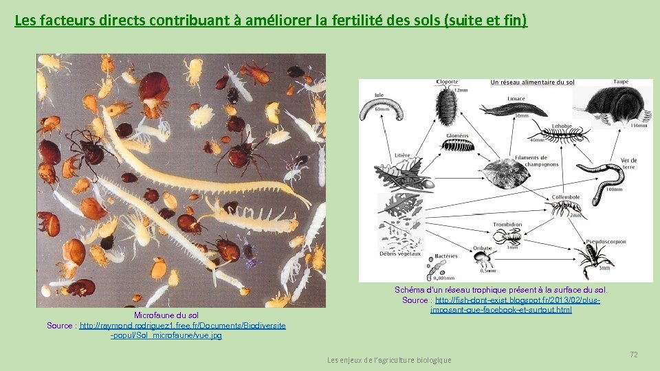 Les facteurs directs contribuant à améliorer la fertilité des sols (suite et fin) Microfaune