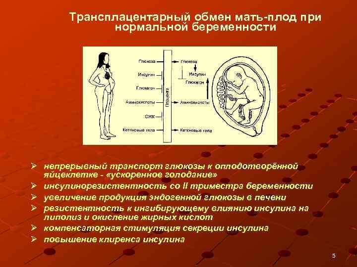 Трансплацентарный обмен мать плод при нормальной беременности Ø непрерывный транспорт глюкозы к оплодотворённой яйцеклетке