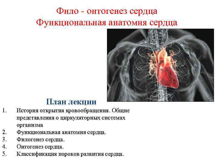 Фило - онтогенез сердца Функциональная анатомия сердца План лекции 1. 2. 3. 4. 5.