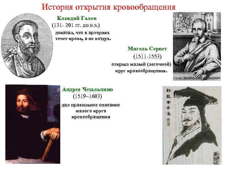 История открытия кровообращения Клавдий Гален (131 - 201 гг. до н. э. ) доказал,