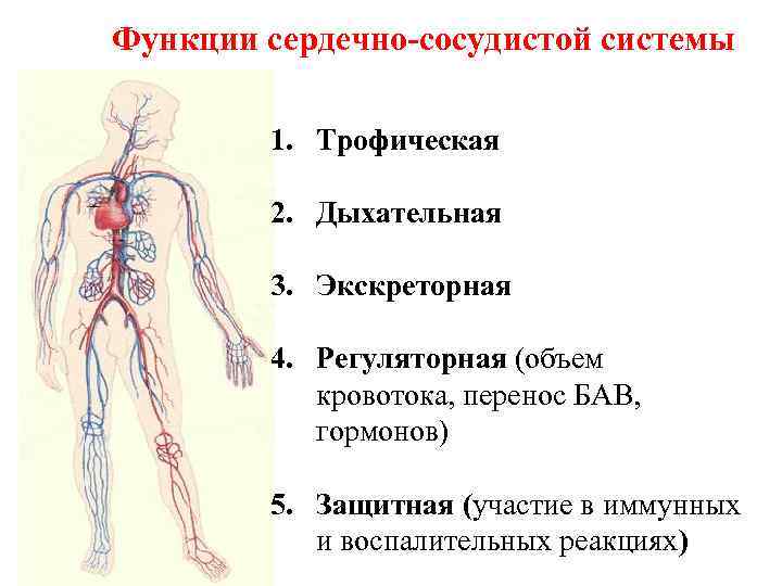 Анатомия сердечно сосудистой системы