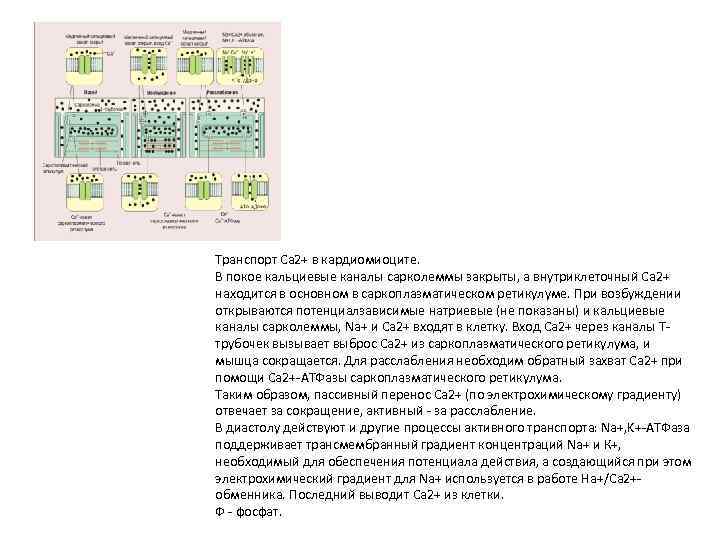 Транспорт Са 2+ в кардиомиоците. В покое кальциевые каналы сарколеммы закрыты, а внутриклеточный Са