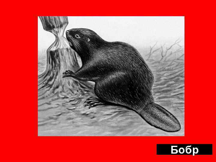 Бобр 