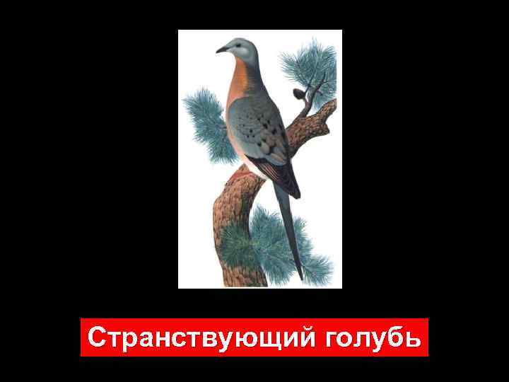 Странствующий голубь 