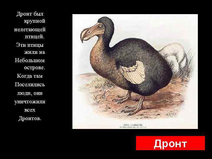 Дронт был крупной нелетающей птицей. Эти птицы жили на Небольшом острове. Когда там Поселились