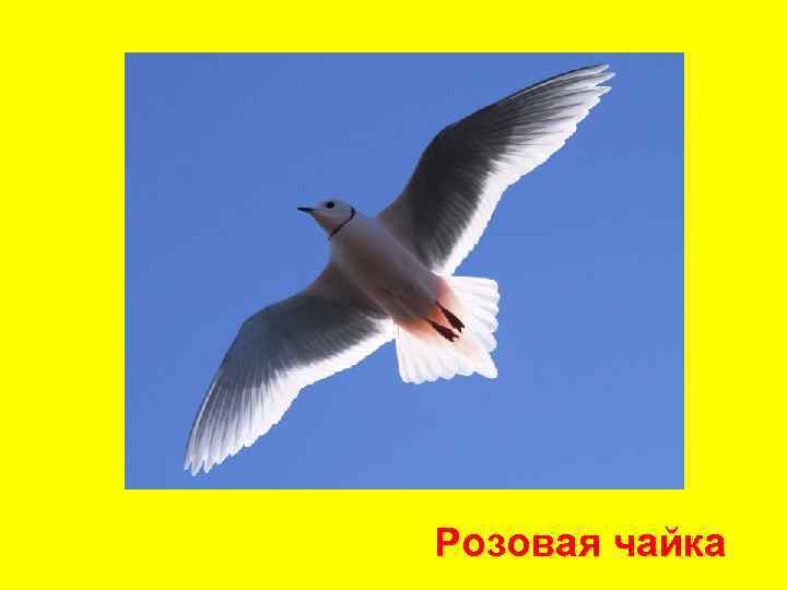 Розовая чайка 
