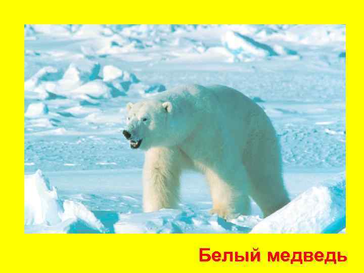 Белый медведь 