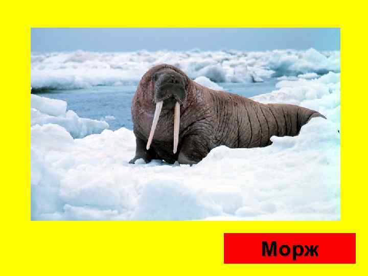 Морж 