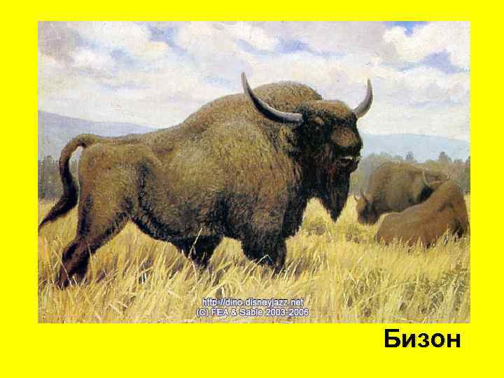 Бизон 