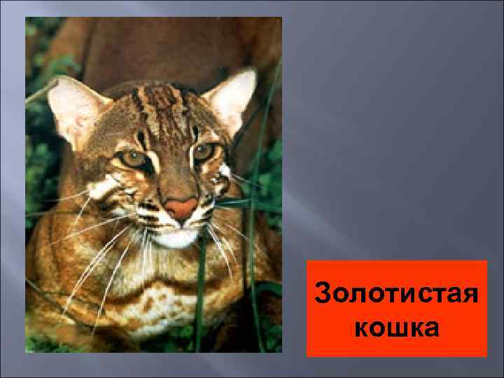 Золотистая кошка 