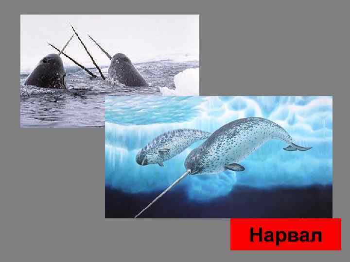 Нарвал 