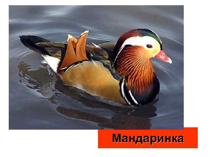 Мандаринка 