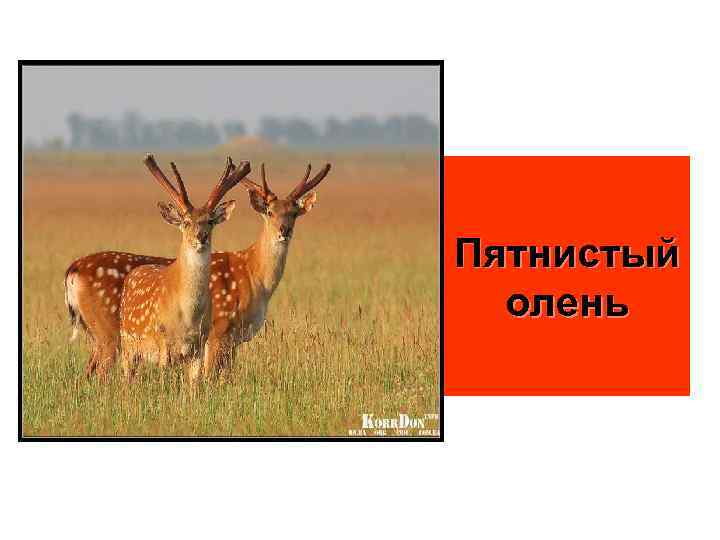 Пятнистый олень 