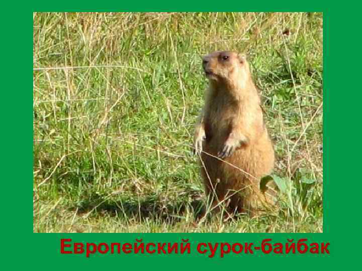 Европейский сурок-байбак 