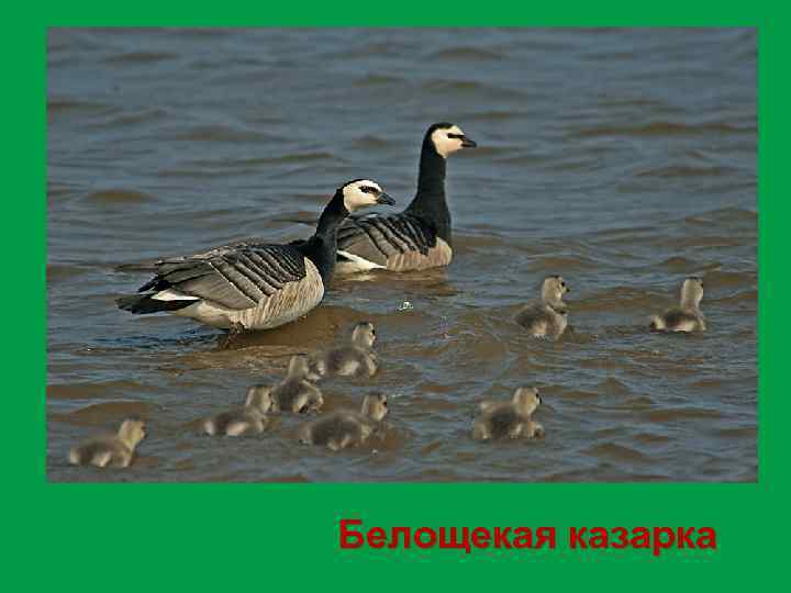 Белощекая казарка 