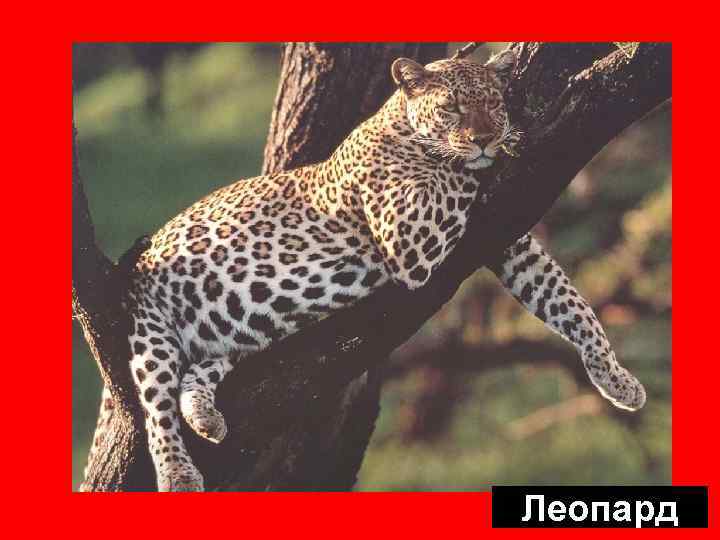 Леопард 