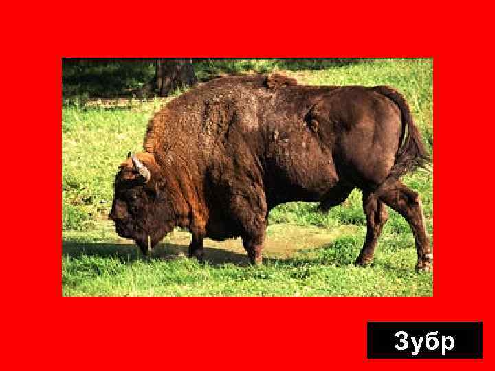 Зубр 