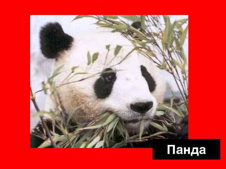 Панда 