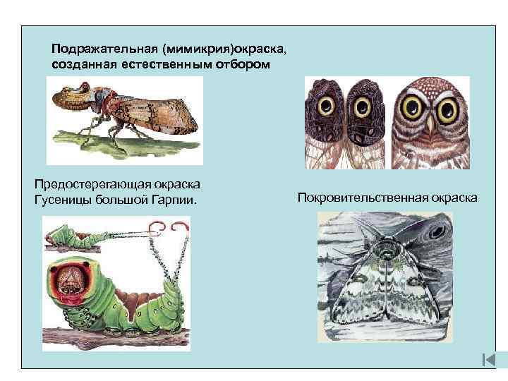 Подражательная (мимикрия)окраска, созданная естественным отбором Предостерегающая окраска Гусеницы большой Гарпии. Покровительственная окраска 