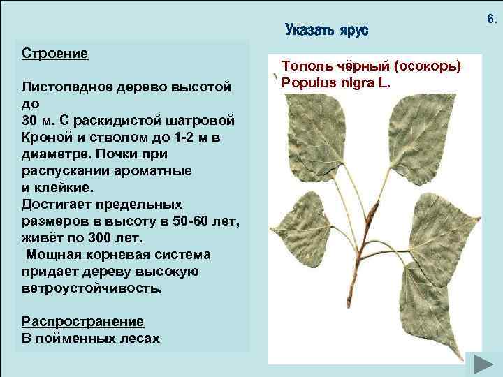 Указать ярус Строение Листопадное дерево высотой до 30 м. С раскидистой шатровой Кроной и