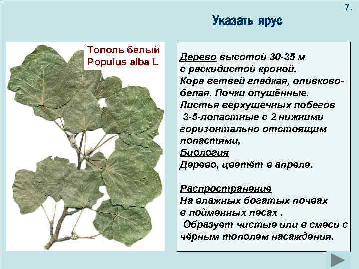 7. Указать ярус Тополь белый Populus alba L Дерево высотой 30 -35 м с