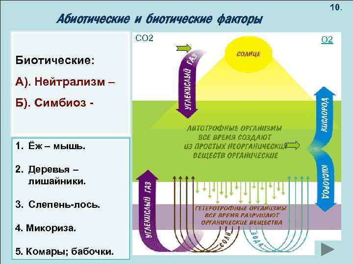 Абиотические и Разнообразие видов биотические факторы СО 2 пиграф: 10. O 2 Биотические: рай