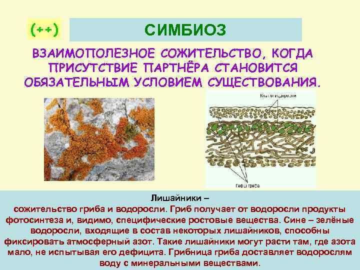 (++) СИМБИОЗ ВЗАИМОПОЛЕЗНОЕ СОЖИТЕЛЬСТВО, КОГДА ПРИСУТСТВИЕ ПАРТНЁРА СТАНОВИТСЯ ОБЯЗАТЕЛЬНЫМ УСЛОВИЕМ СУЩЕСТВОВАНИЯ. Лишайники – сожительство