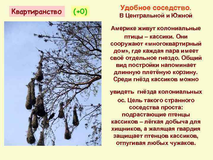 Квартиранство (+0) Удобное соседство. В Центральной и Южной Америке живут колониальные птицы – кассики.