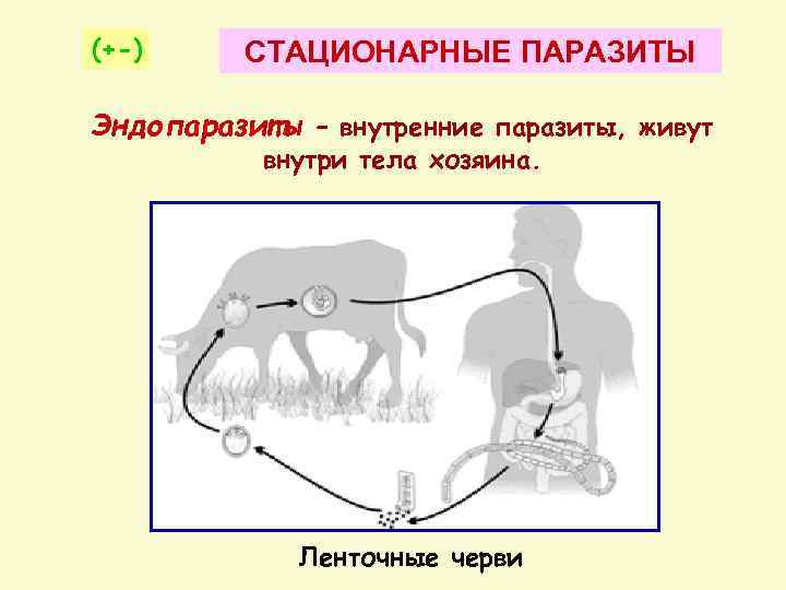 (+-) СТАЦИОНАРНЫЕ ПАРАЗИТЫ Эндопаразиты – внутренние паразиты, живут внутри тела хозяина. Ленточные черви 