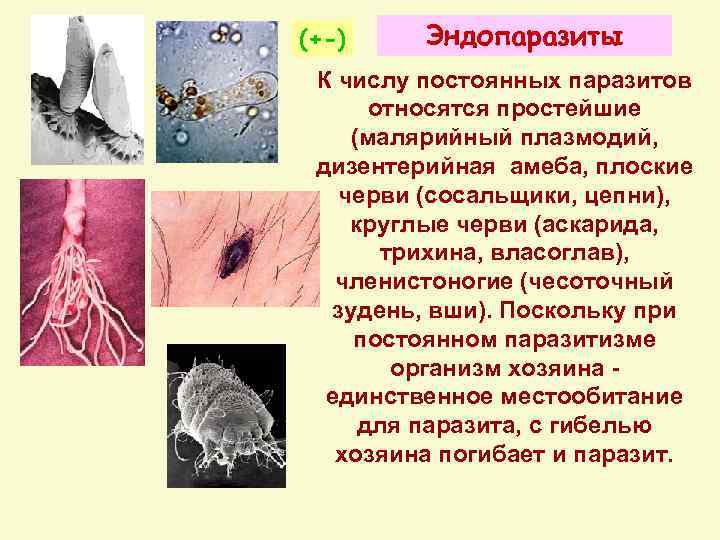 (+-) Эндопаразиты К числу постоянных паразитов относятся простейшие (малярийный плазмодий, дизентерийная амеба, плоские черви