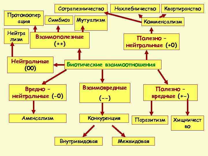 Протокоопер ация Нейтра лизм Сотрапезничество Симбиоз Нахлебничество Мутуализм Комменсализм Взаимополезные (++) Нейтральные (00) Квартиранство