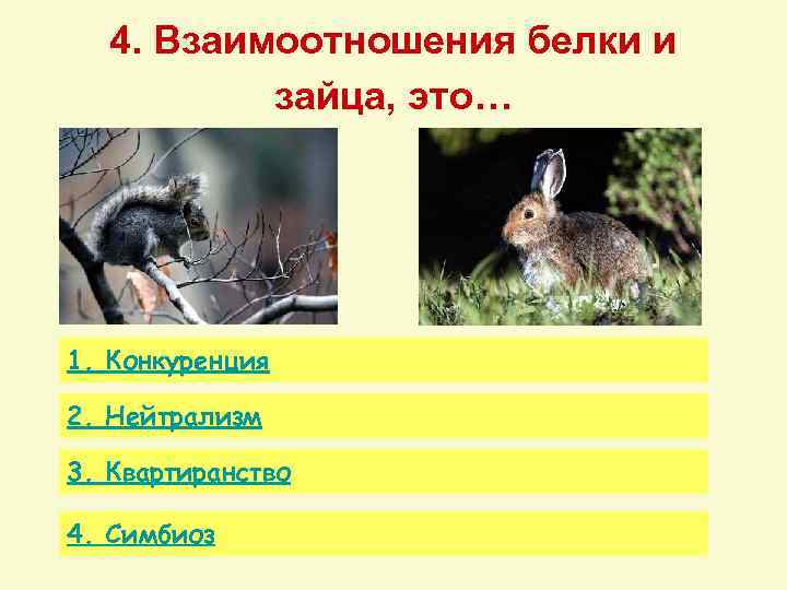 4. Взаимоотношения белки и зайца, это… 1. Конкуренция 2. Нейтрализм 3. Квартиранство 4. Симбиоз