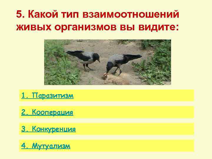 5. Какой тип взаимоотношений живых организмов вы видите: 1. Паразитизм 2. Кооперация 3. Конкуренция