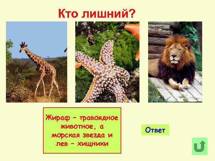 Кто лишний? Жираф – травоядное животное, а морская звезда и лев – хищники Ответ