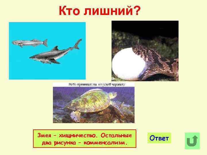 Кто лишний? Змея – хищничество. Остальные два рисунка – комменсализм. Ответ 