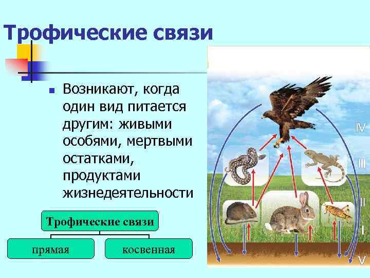 Трофические связи n Возникают, когда один вид питается другим: живыми особями, мертвыми остатками, продуктами