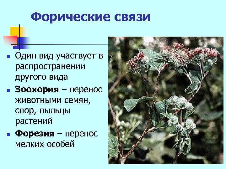 Форические связи n n n Один вид участвует в распространении другого вида Зоохория –