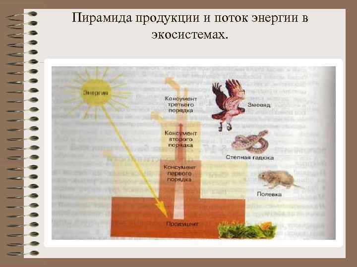 Пирамида продукции и поток энергии в экосистемах. 