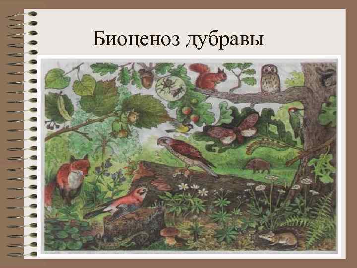 Биоценоз дубравы 