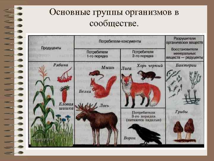Основные группы организмов в сообществе. 