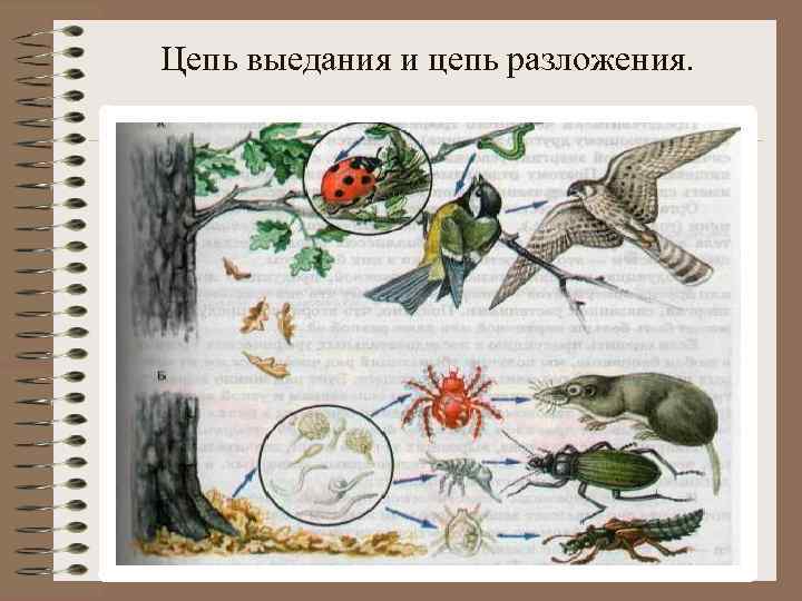 Цепь выедания и цепь разложения. 