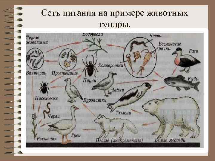 Сеть питания на примере животных тундры. 